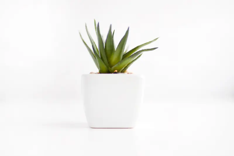 Plante dans un pot blanc sur fond clair