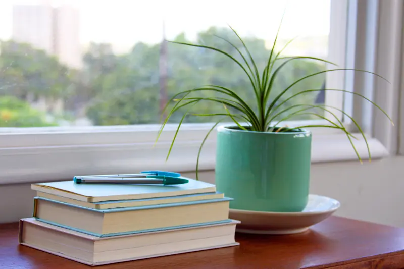 Plante et livres sur un rebord de fenêtre
