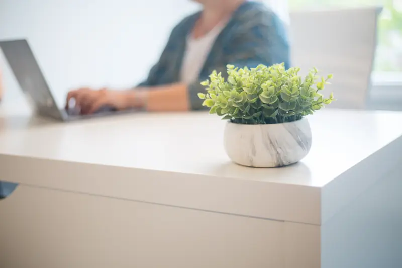 Petite plante sur un bureau blanc