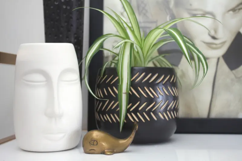 Plante et objets de décoration épurés