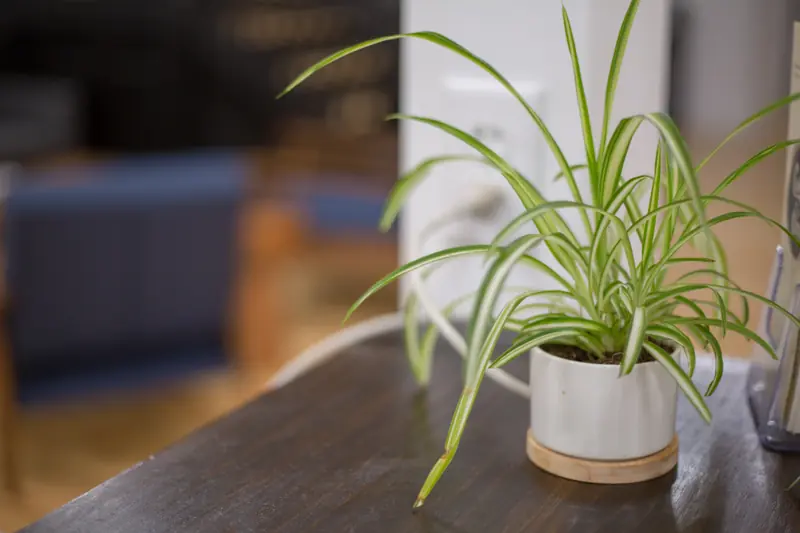 Chlorophytum dans un pot blanc