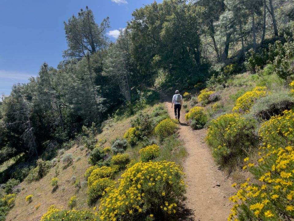 Silhouette de dos gravissant un sentier de colline bordé de buissons aux fleurs jaunes et de pins, sous un ciel bleu